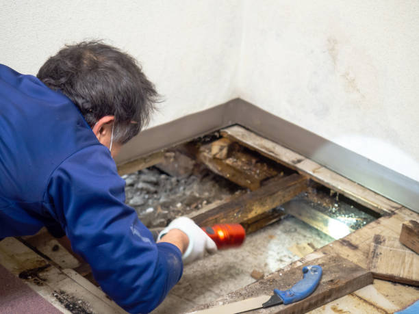 Best Mold Remediation for Schools in Inez, TX