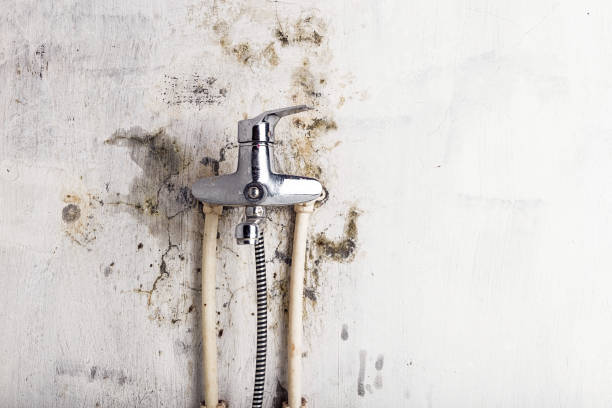 Best Mold Remediation for Specific Building Types in Inez, TX