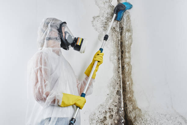 Best Crawl Space Mold Remediation in Inez, TX