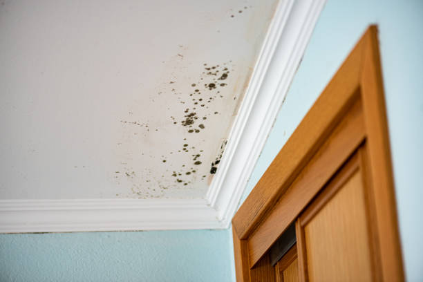 Best Black Mold Remediation in Inez, TX