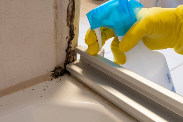 Best Black Mold Remediation in Inez, TX