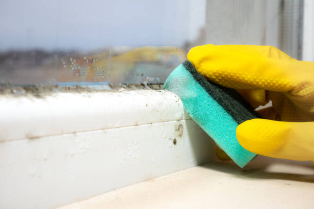 Best Attic Mold Remediation in Inez, TX