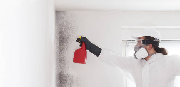 Best Kitchen Mold Remediation in Inez, TX