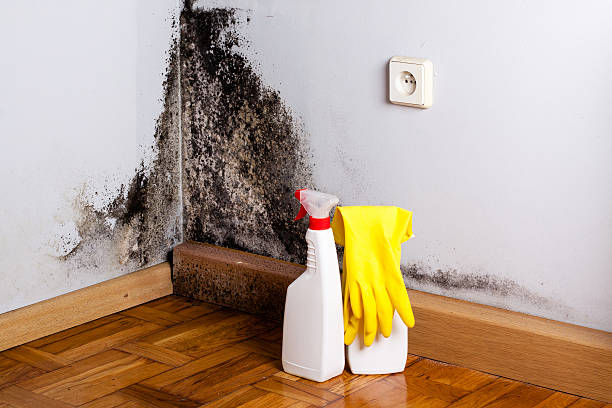 Best Mold Testing and Inspection Services in Inez, TX
