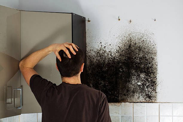 Best Post-Flood Mold Remediation in Inez, TX