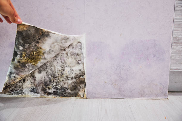 Professional Mold Remediation in Inez, TX